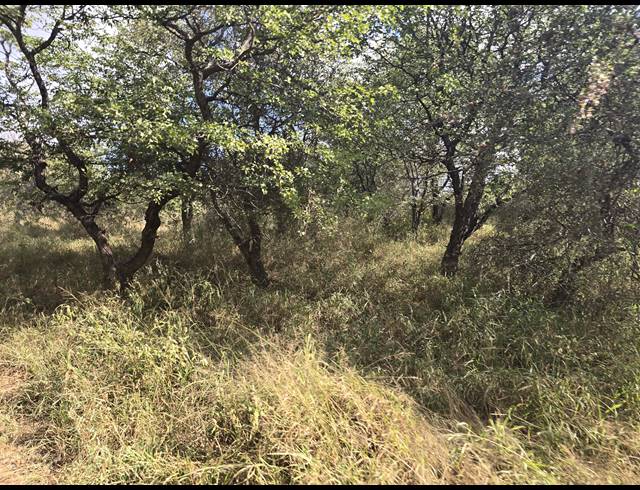 93HA FARM FOR SALE IN MOPANE